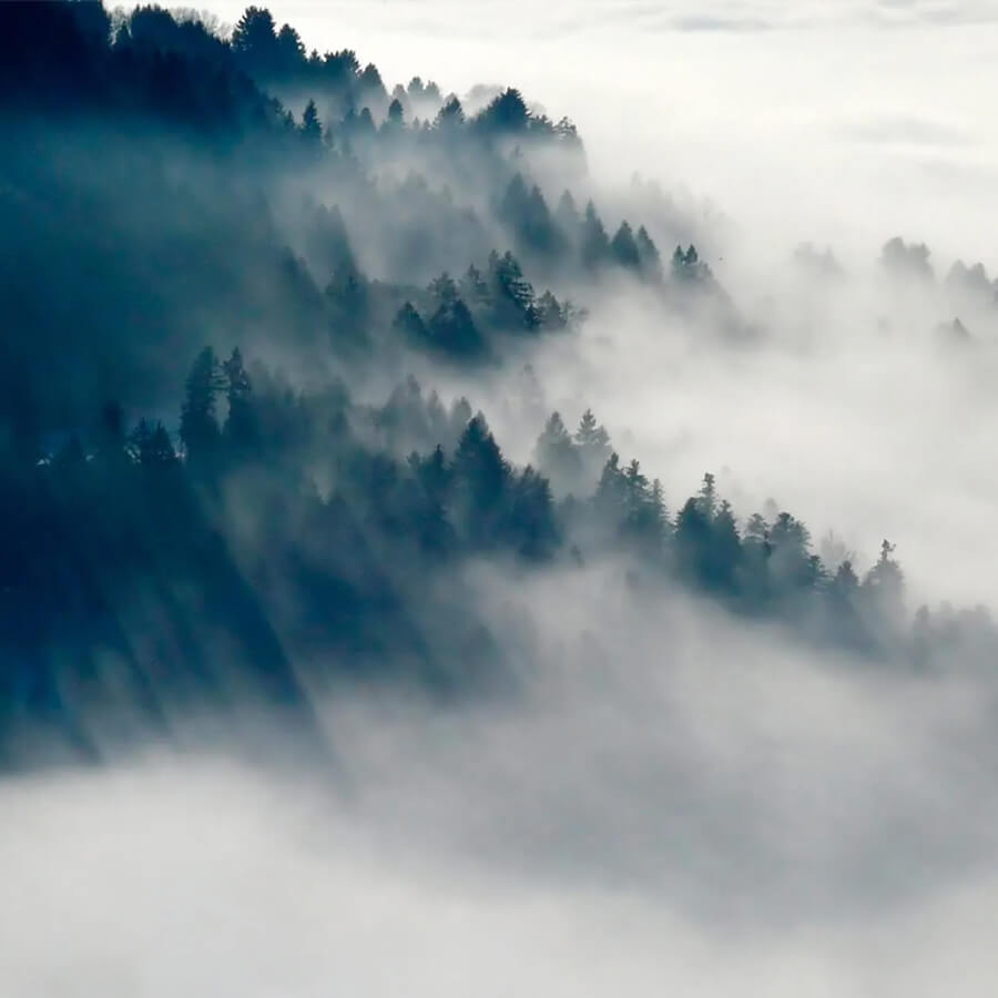 12 Essential Herbs and Vitamins For Brain Fog